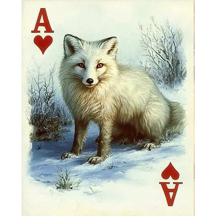 Ace of Hearts - Arctic Fox