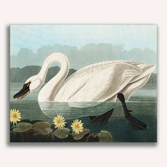 geese playing in the water - ColourCrash